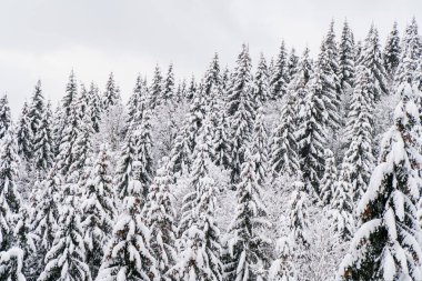 Beyaz kış orman karlı köknar ağacı üstleri ile.