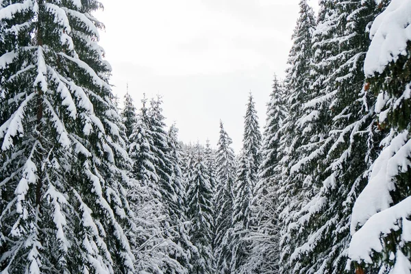 Snowy tree tops landscape.