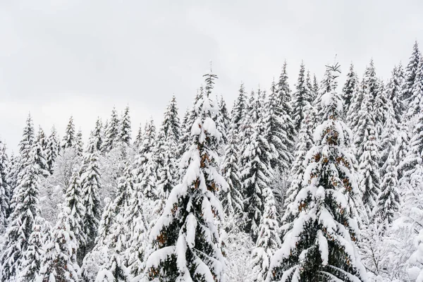 Üst kısımları bol karlı köknar ağaçlarıyla. Beyaz kış orman manzarası.