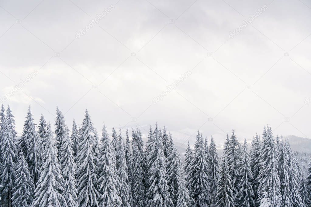 Winter forest in mountains: snowy fir trees and hills on background.