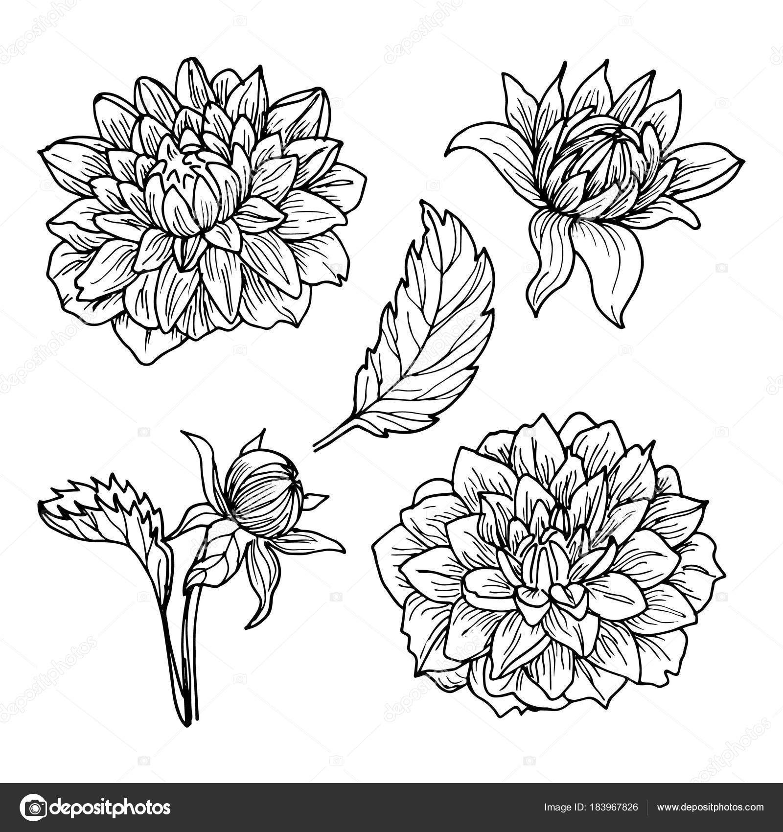Dahlia Flower Line Drawing Dahlia Flowers Line Art Drawing Set Stock Vector C Julija Grozyan 183967826