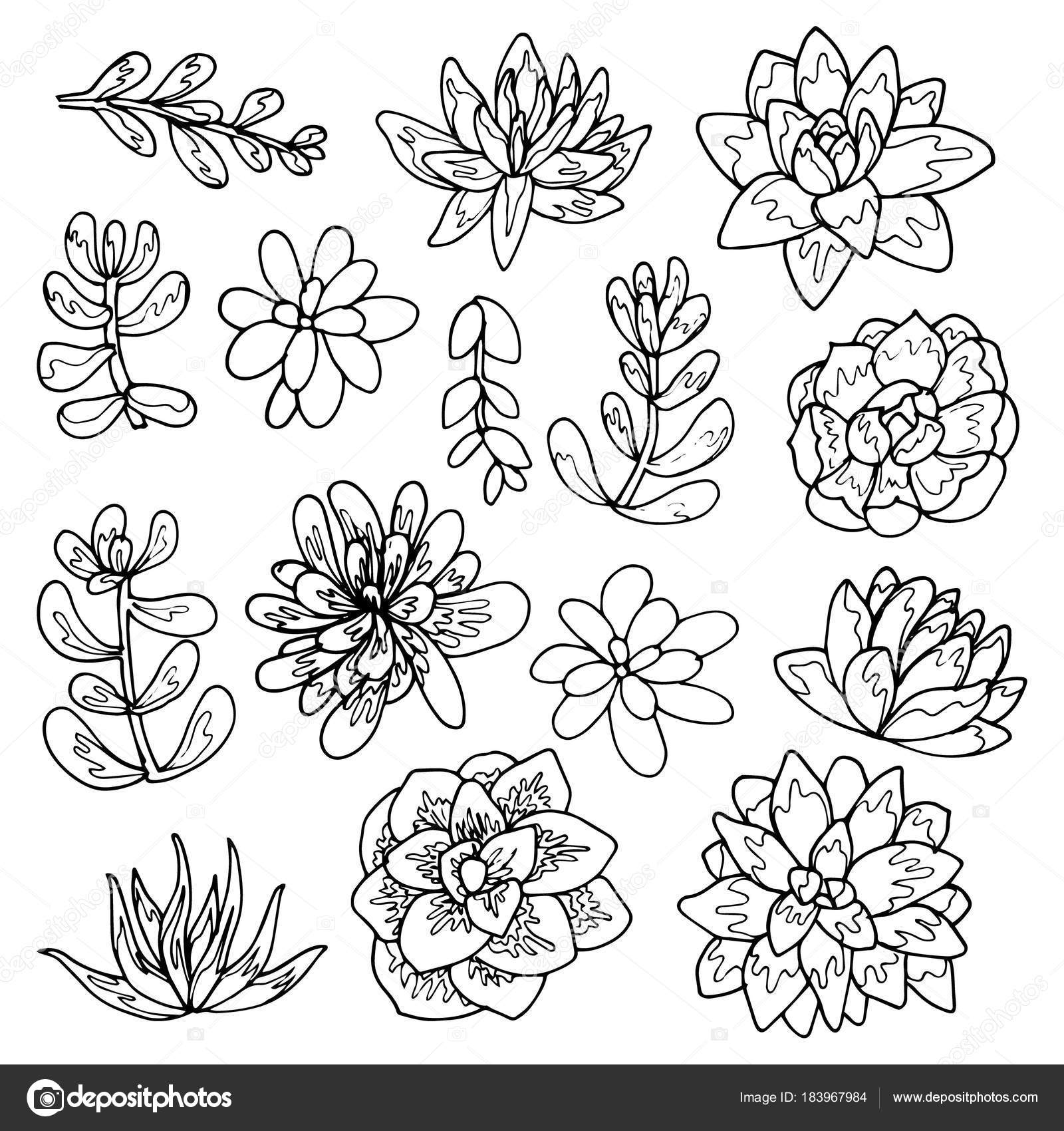 Drawings Succulent Line Succulent Flowers Line Art Drawing Set Stock Vector C Julija Grozyan 183967984