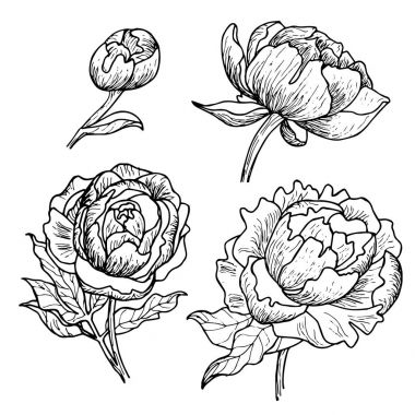 Şakayık çiçekleri sanat resim kümesi satır.