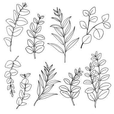 Eucaliptus branches line art drawing set. clipart