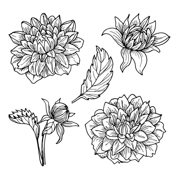 Dahlia Flores Linha Arte Desenho Conjunto —  Vetores de Stock