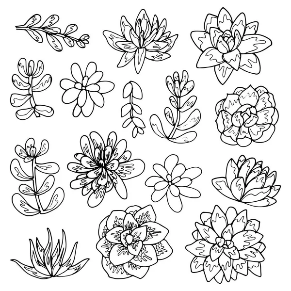 Succulent flowers line art drawing set.