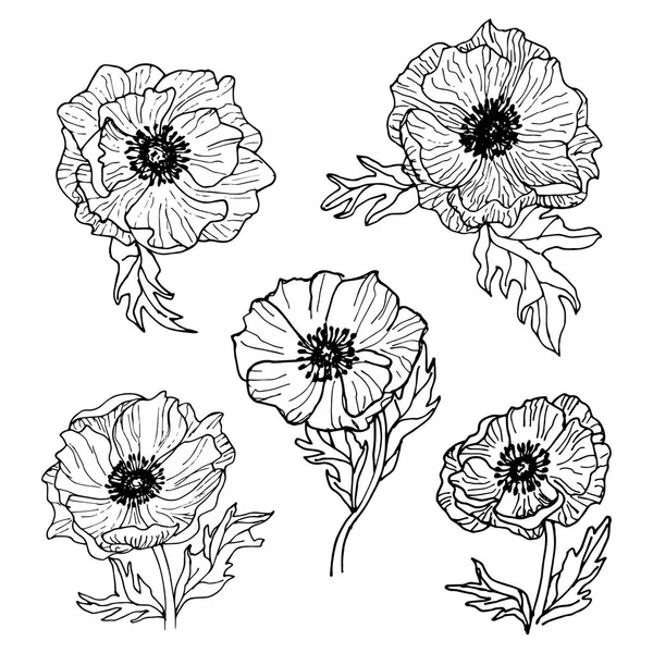 Anemone flowers line art drawing set.