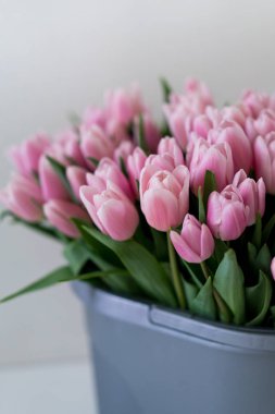 İlk Bahar yumuşak pembe Lale beyaz arka plan üzerinde sepet