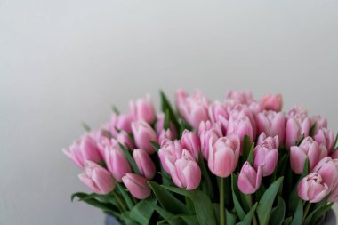 Beyaz arka plan üzerinde yumuşak pembe Lale. Anneler günü reklam için ideal fotoğraf.