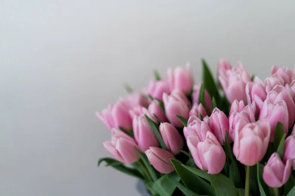 Primera Primavera Suaves Tulipanes Rosados Sobre Fondo Blanco — Foto de Stock