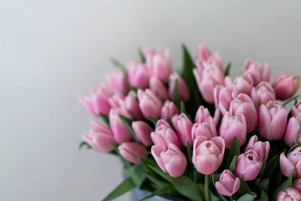 Primavera Primeras Flores Tulipanes Rosados Sobre Fondo Blanco — Foto de Stock