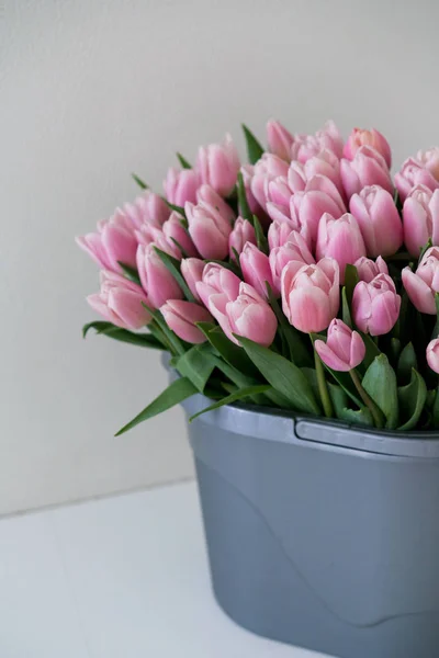 Großer Bund Frisch Geschnittener Tulpen Auf Weißem Hintergrund — Stockfoto