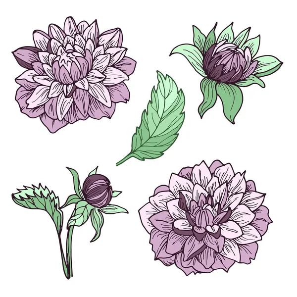 Dahlia Flores Conjunto Dibujos Ideal Para Usar Diseños Invitación Boda — Archivo Imágenes Vectoriales