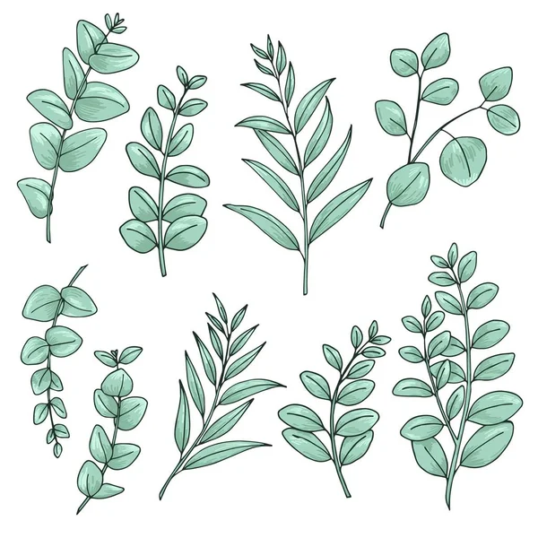 Eucaliptus Folhas Conjunto Desenhos Ideal Para Usar Projetos Convite Casamento —  Vetores de Stock