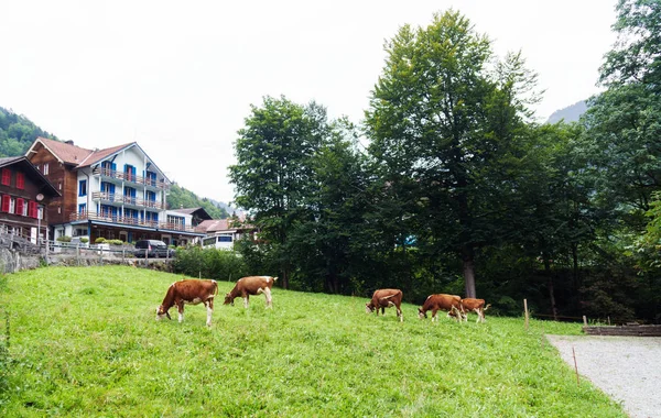 Vacas Alpinas Comendo Grama Perto Vale Lauterbrunnen — Fotografia de Stock