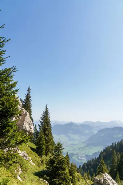 Pinheiros Verdes Prados Montanhas Perto Luzern Suíça — Fotografia de Stock