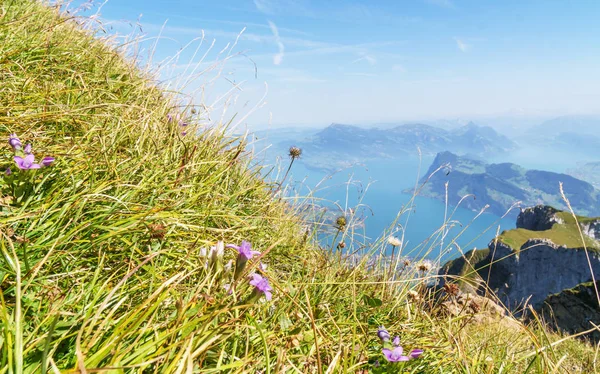 Flores Lagos Alpinos Horizonte Suiza — Foto de Stock