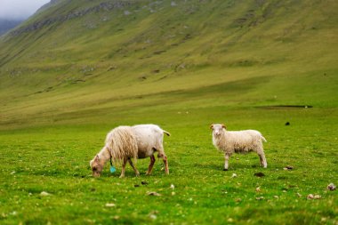 Ot yiyen Faroe koyunları. Eysturoy Adası, Faroe, Danimarka.