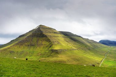 Faroe, Eysturoy adasının yeşil tepelerinde dinlenen koyunlar.