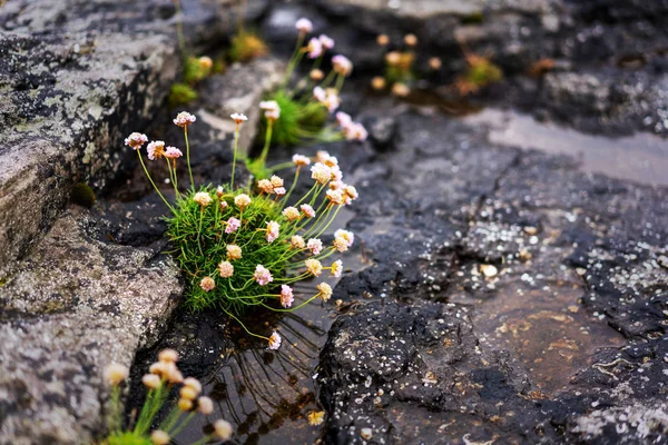 Fiori Rosa Che Crescono Sulla Superficie Pietra Isole Faroe Danimarca — Foto Stock