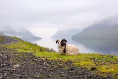 Fiyortun yanında dinlenen sevimli bebek koyunlar. Faroe Adaları, Danimarka.