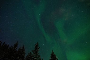 Aurora borealis photo shoot in winter forest with fir trees. Lofoten islands, Norway.