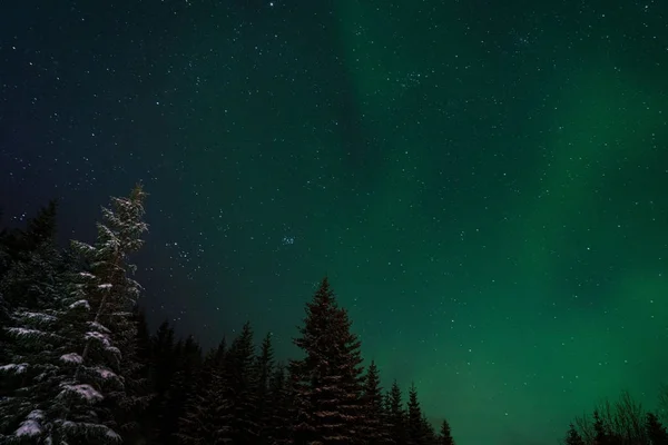 Alberi Abete Aurora Illuminano Cielo Circolo Polare Artico Norvegia Settentrionale — Foto Stock