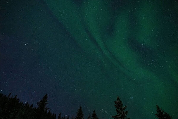 Forest landscape with aurora lights and stars in the sky. Northern Norway.