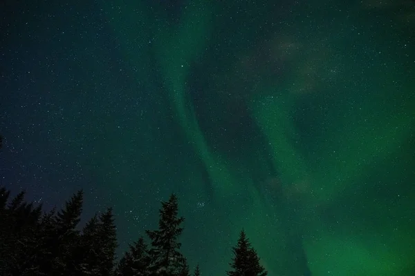 Aurora Boreal Sessão Fotos Floresta Inverno Com Abetos Lofoten Islands — Fotografia de Stock