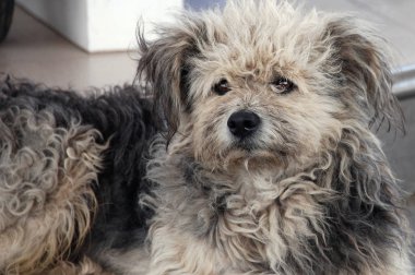 Evsiz tüylü köpek