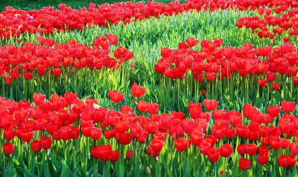 Red flowering tulips — Stock Photo, Image