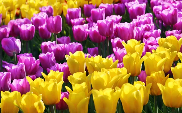 Lilac and yellow tulips — Stock Photo, Image