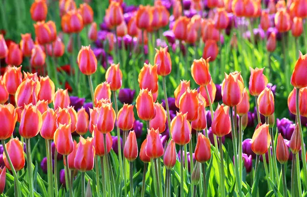 Colorful flowering tulips — Stock Photo, Image