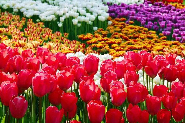 Rot und anderen Farben der Tulpen — Stockfoto