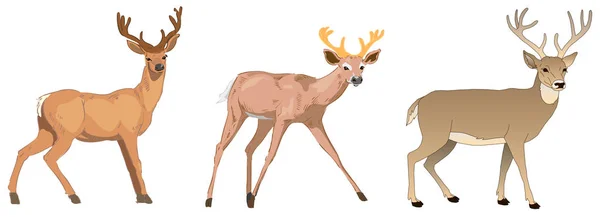 Beyaz artalanları üzerinde geyik clipart