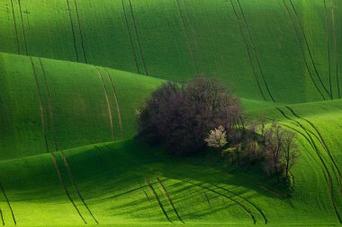 Amazing detail scenery at South Moravian field during spring, Czech republic. clipart