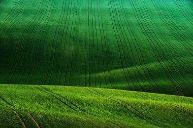 Detail scenery at South Moravian field during spring, Czech republic. clipart