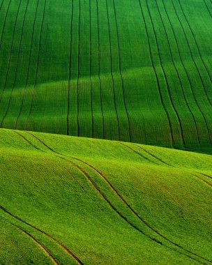Detail scenery at South Moravian field during spring, Czech republic. clipart