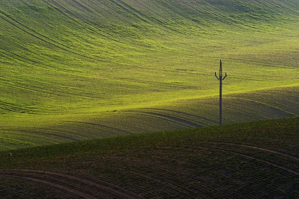 Détail du paysage au champ de Moravie du Sud au printemps, République tchèque . — Photo