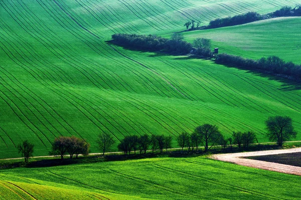 Détail du paysage au champ de Moravie du Sud au printemps, République tchèque . — Photo