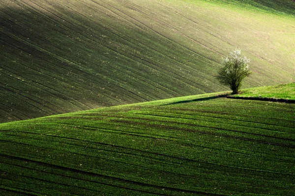 Деталь пейзажі в Південної Моравії поля під час весни, Чеська Республіка. — стокове фото