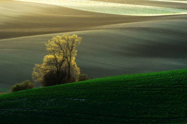 Detalhe paisagem no campo da Morávia do Sul durante a primavera, República Checa . — Fotografia de Stock