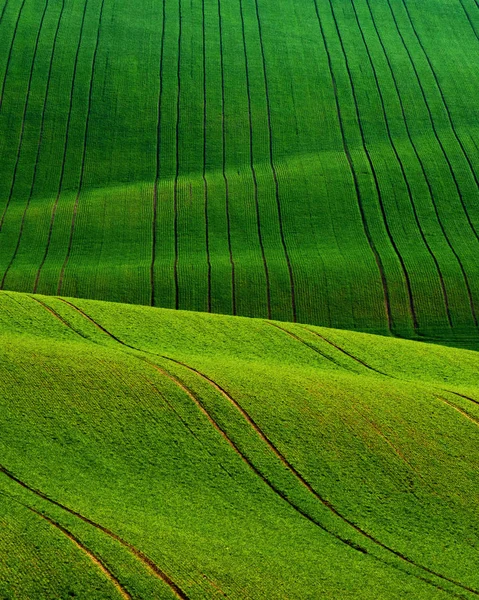 Détail du paysage au champ de Moravie du Sud au printemps, République tchèque . — Photo