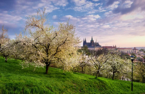 Jarda ensolarada durante a manhã de primavera em Praga, República Checa . — Fotografia de Stock