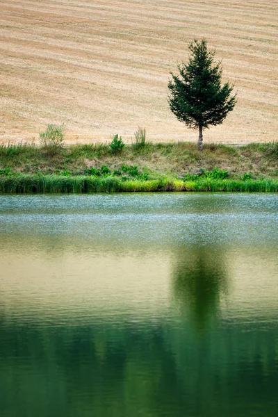 Reflejo de agua de la mañana del árbol. Árbol solitario cerca del campo . — Foto de Stock