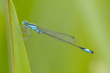 Mavi elegans güzel yusufçuk. Mavi kuyruklu kızböcekleri