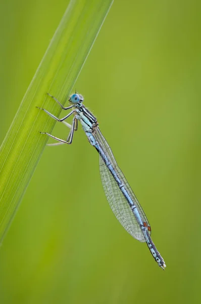 Krásná vážka Platycnemis pennipes - bílá legged Motýlice — Stock fotografie