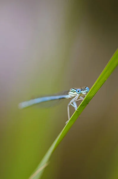 Vackra trollslända Platycnemis pennipes - vit-legged flickslända — Stockfoto