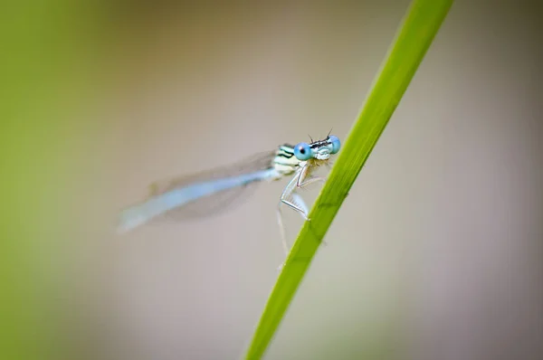 Beautiful dragonfly Platycnemis pennipes - White-legged Damselfly — Stock Photo, Image