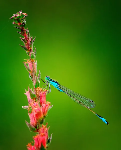 Lindas libélulas Ischnura elegans. Damselfly de cauda azul — Fotografia de Stock